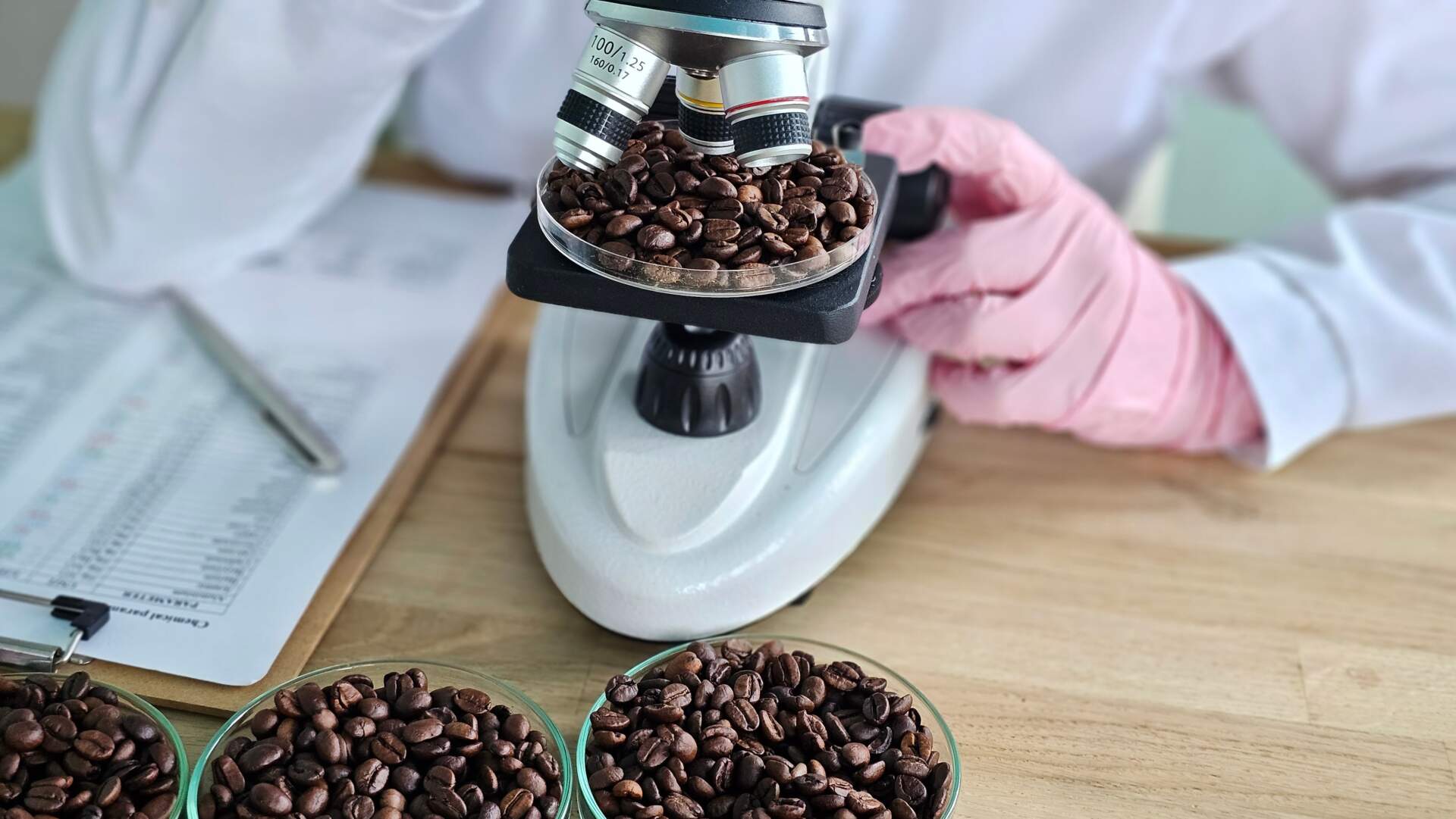 Coffee beans are inspected under a microscope in a lab to assess quality and characteristics concept